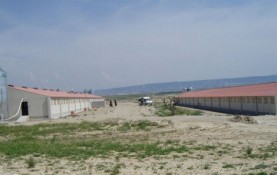 PIG FEEDLOT IN TAUSTE, PROV. OF ZARAGOZA